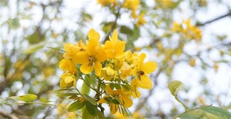 芳香萬壽菊禁忌|芳香萬壽菊功效大公開：營養價值、食用方式、禁忌一次搞懂